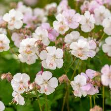 GERANIUM CANTABRIGIENSE GDT (BLANC)