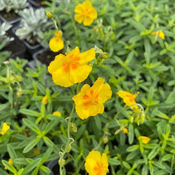 HELIANTHEMUM NUMMULARIUM GDT