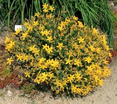HYPERICUM OLYMPICUM GDT