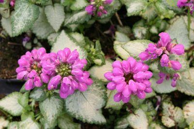 LAMIUM MACULATUM GDT
