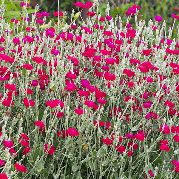 LYCHNIS CORONARIA GDT