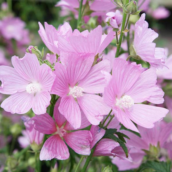 MALVA MOSCHATA GDT