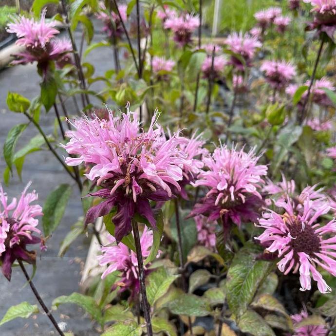 MONARDA DYDIMA GDT
