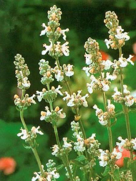 NEPETA MUSSINII GDT