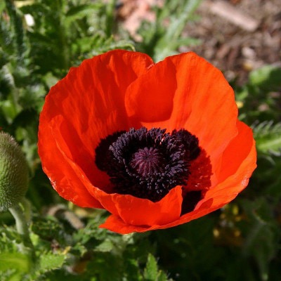 PAPAVER ORIENTALIS GDT (JAUNE)