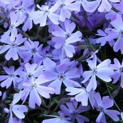 PHLOX SUBULATA GDT (BLEU)