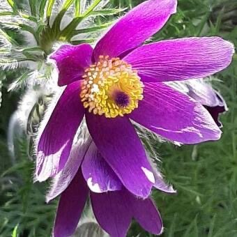 PULSATILLA VULGARIS GDT