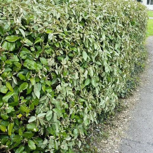 ELAEAGNUS EBBINGEI COMPACTA 80/100