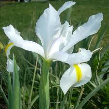 IRIS SIBIRICA