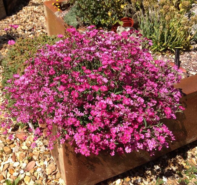 GYPSOPHILA REPENS GDT