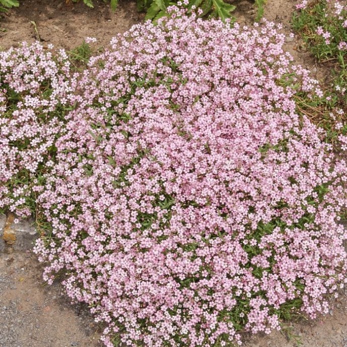 GYPSOPHILA REPENS CLT 1-2 (BLANC)