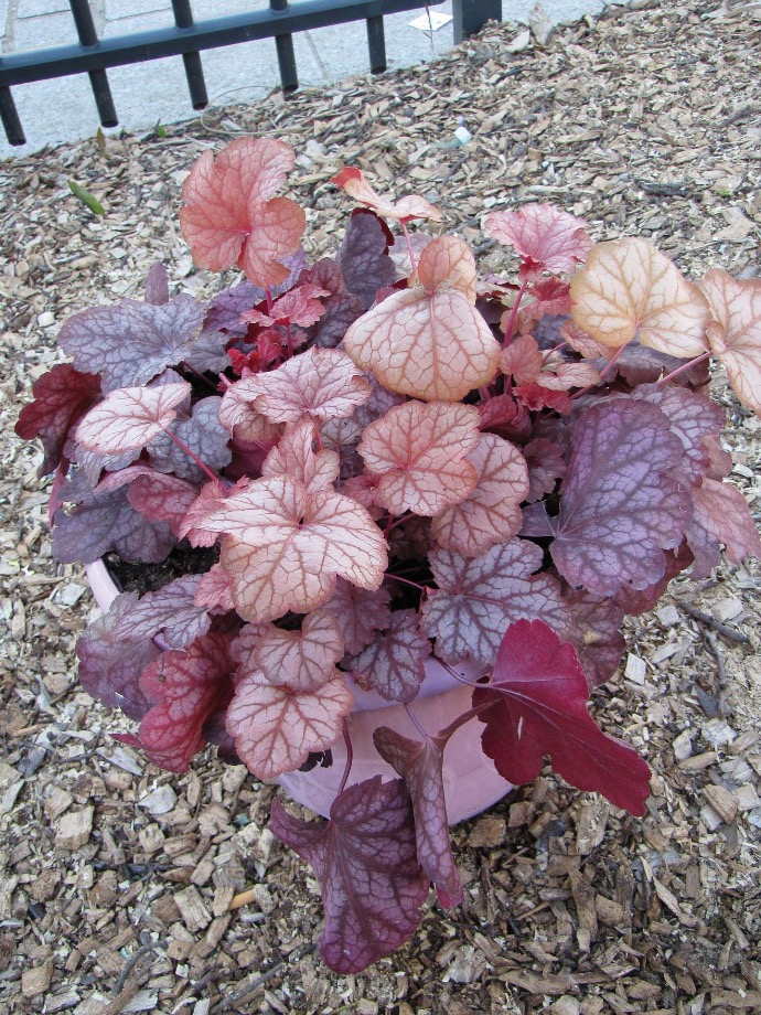 HEUCHERA CLT 2-3
