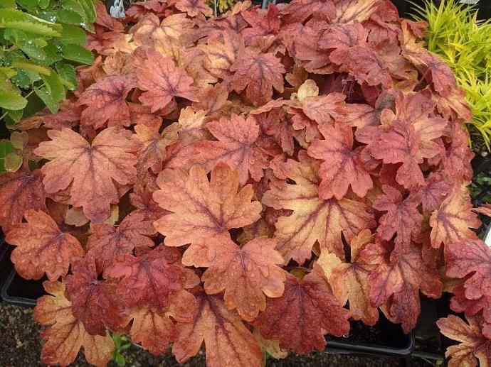 HEUCHERELLA GDT (SPOTLIGHT)