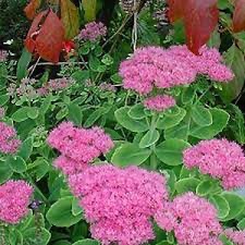 SEDUM SPECTABILE CLT 2-3