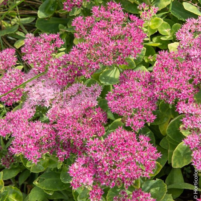 SEDUM SPECTABILE GDT