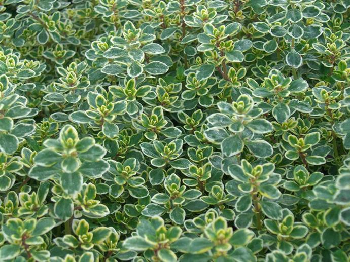 THYMUS CITRODORIUS (THYM CITRON) CLT 2-3