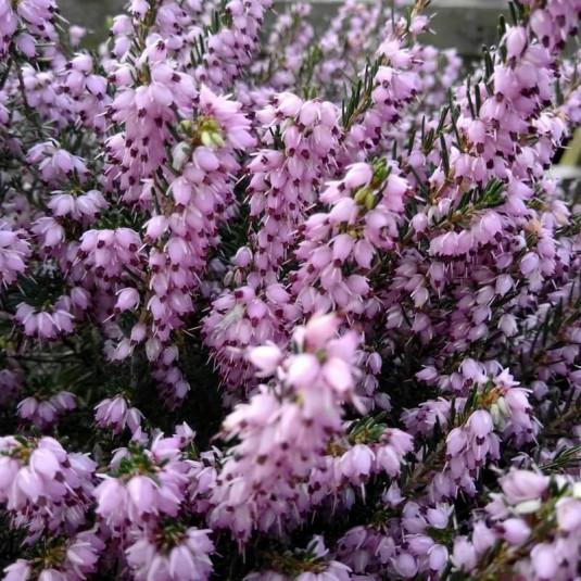 ERICA DARLEYENSIS (BRUYERE D'HIVER) GDT (BLANC)