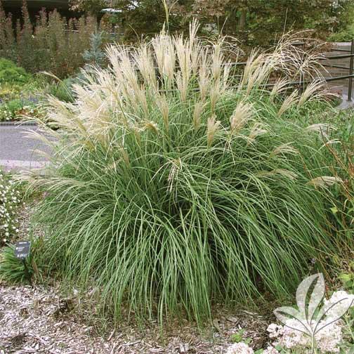 MISCANTHUS SINENSIS GDT