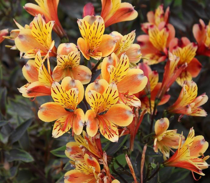 ALSTROEMERIA CLT 2-3