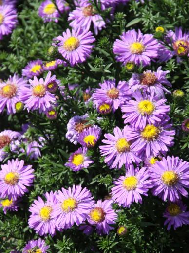 ASTER DUMOSUS CLT 1-2 (BLEU)