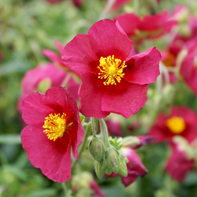 HELIANTHEMUM NUMMULARIUM CLT 1-2