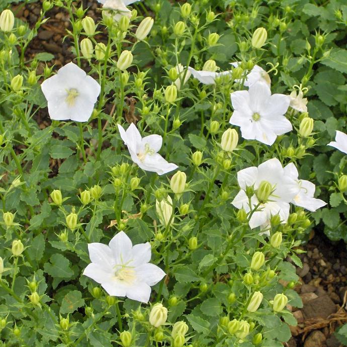CAMPANULA CARPATICA GDT (BLEU)