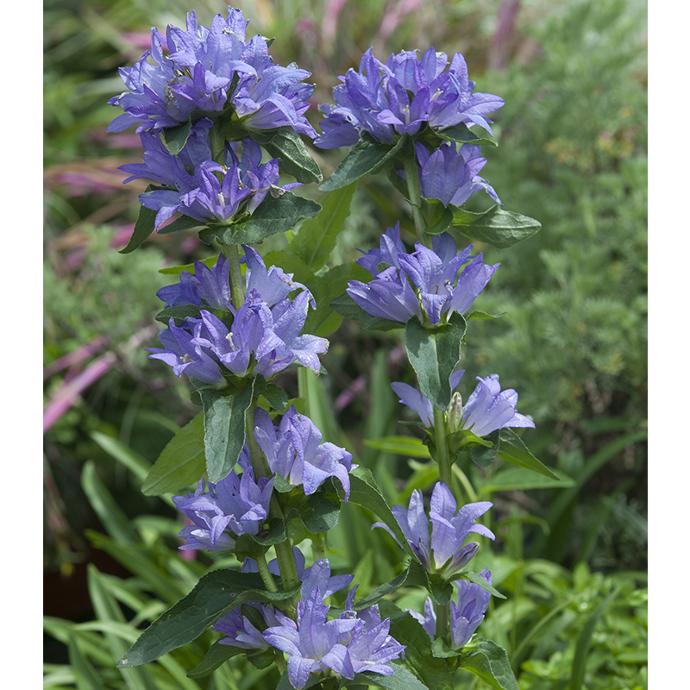 CAMPANULA GLOMERATA GDT (BLANC)