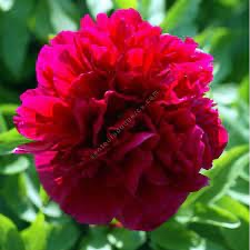 PAEONIA LACTIFLORA (PIVOINE HERBACEE) CLT 2-3 (BLANC)