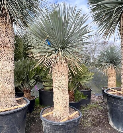 YUCCA ROSTRATA 40/60