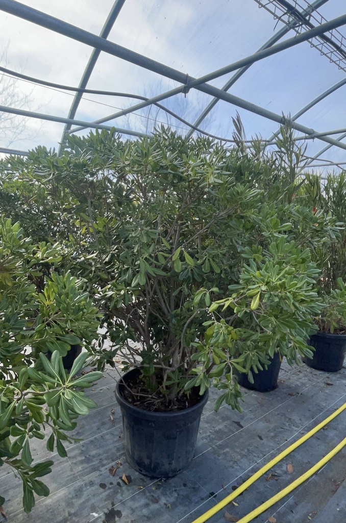 PITTOSPORUM TOBIRA 125/150