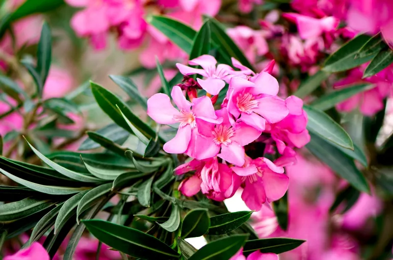 NERIUM OLEANDER (LAURIER ROSE) 100/125