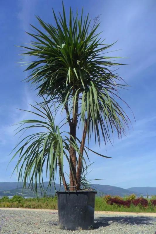 DRACAENA INDIVISA (CORDYLINE INDIVISA) CEPEE 100/125 (POT 25L)