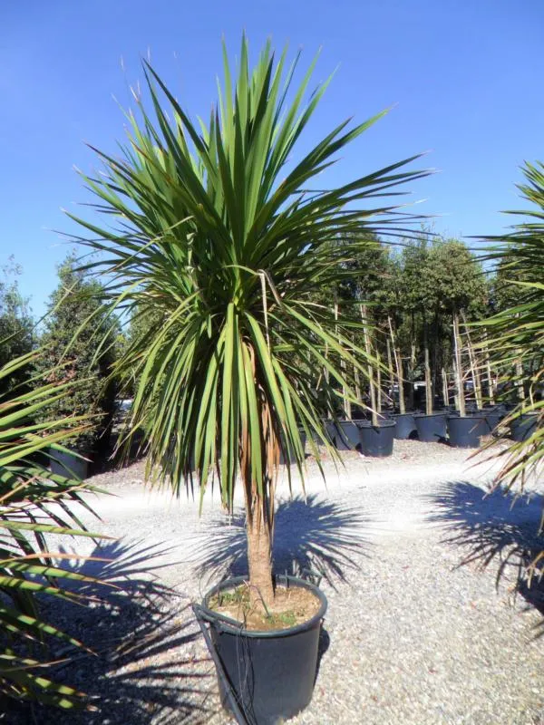 DRACAENA INDIVISA (CORDYLINE INDIVISA) 125/150