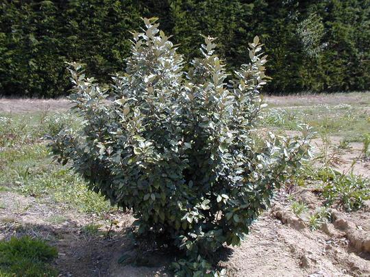ELAEAGNUS EBBINGEI COMPACTA 60/80 (POT 3L, 60/80)