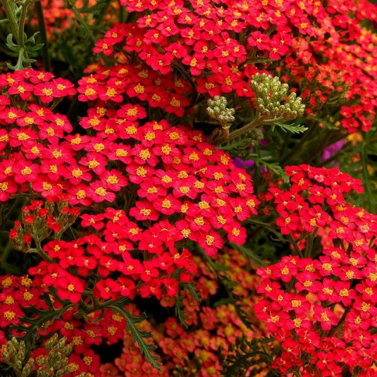 ACHILLEA MILLEFOLIUM CLT 2-3 (BLANC)