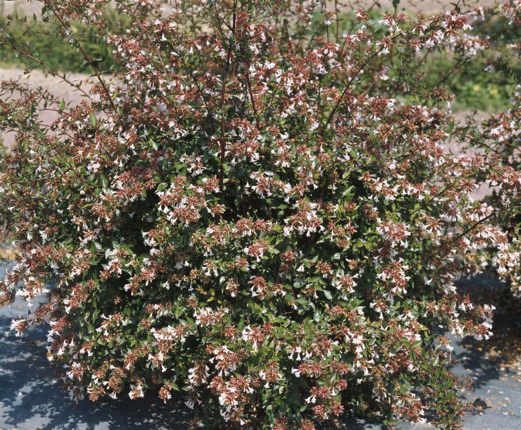 ABELIA GRANDIFLORA 40/60 (POT 3L)