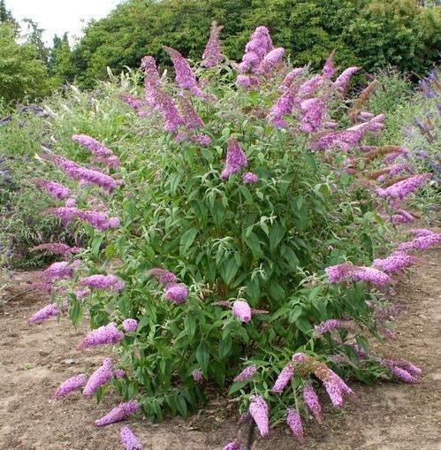 BUDDLEJA DAVIDII PINK DELIGHT (POT 3L, ROSE)