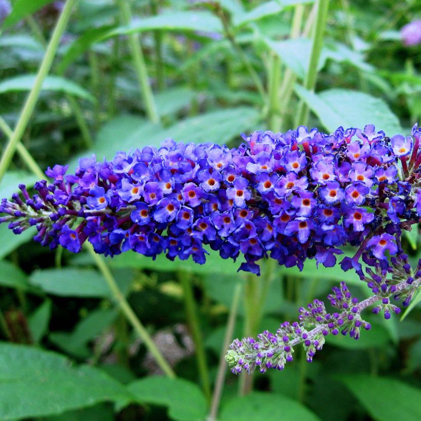 BUDDLEIA DAVIDII EMPIRE BLUE