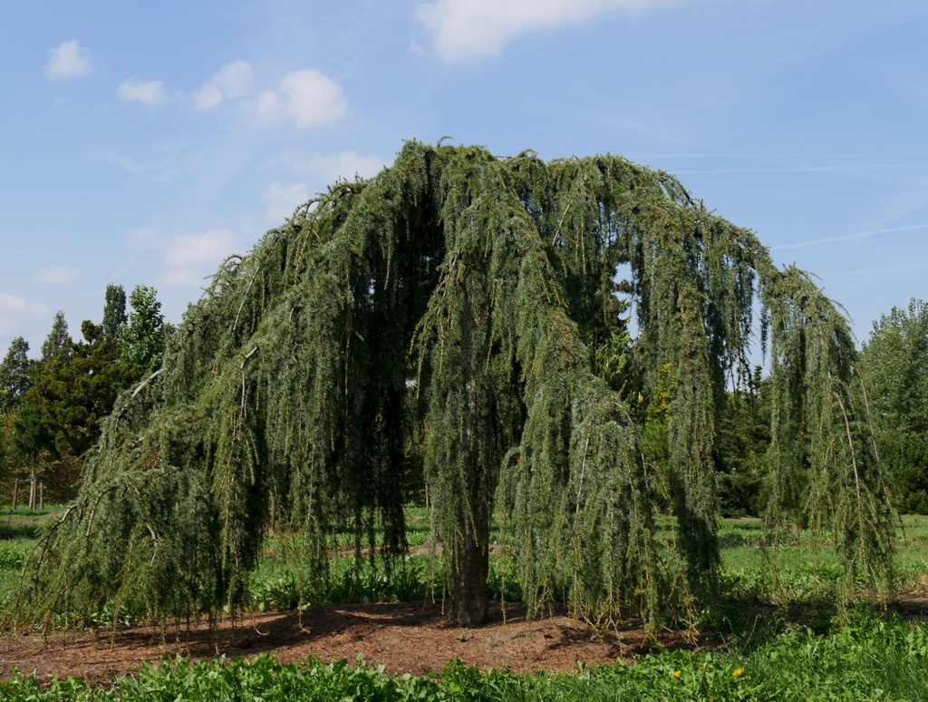CEDRUS ATLANTICA GLAUCA 150/175 (POT 30L, 150/175)