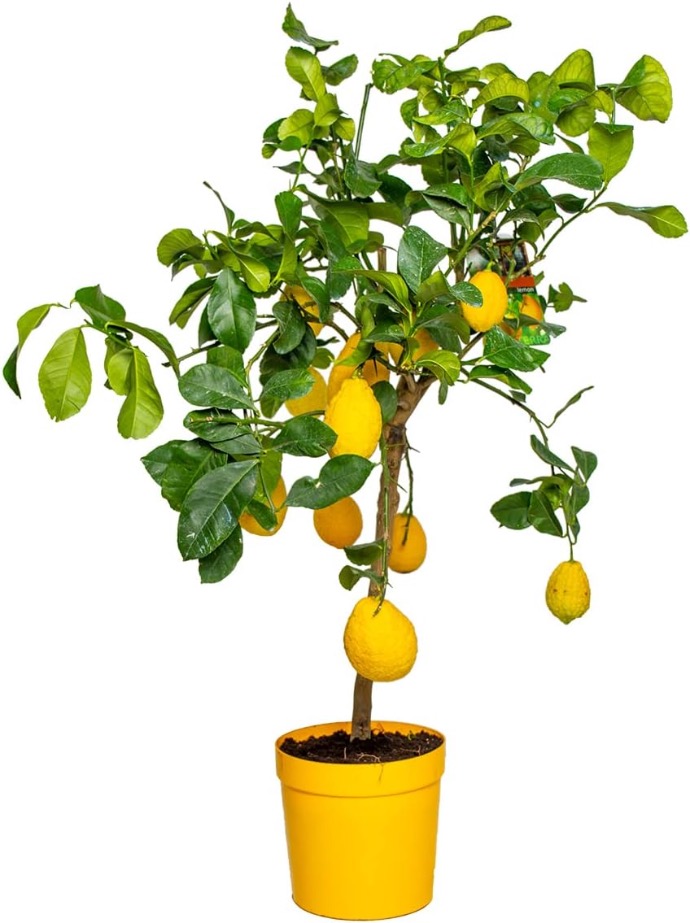 CITRUS LIMON (CITRONNIER) CLT 30 DEMI TIGE 10-12