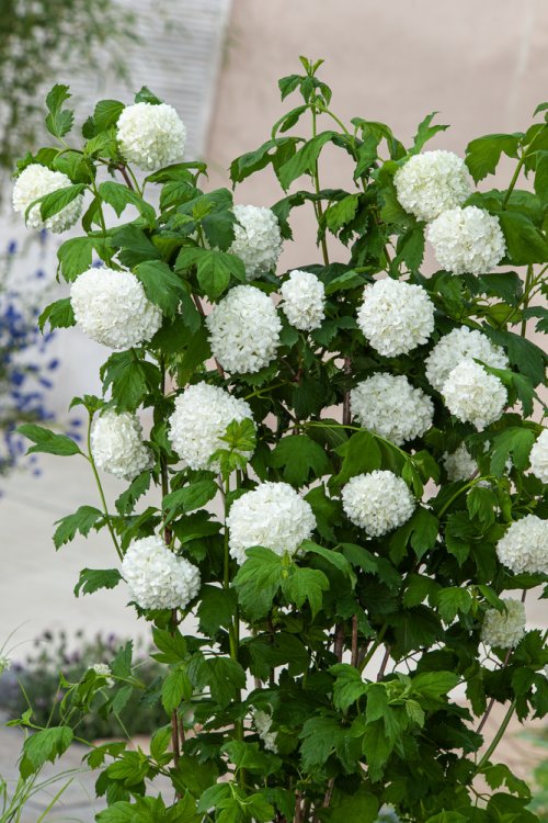 VIBURNUM OPULUS ROSEUM 125/150