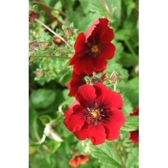POTENTILLA ATROSANGUINEA CLT 1-2 (POT 1-2L, JAUNE)