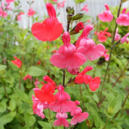 SALVIA MICROPHYLLA GDT (BLEU)