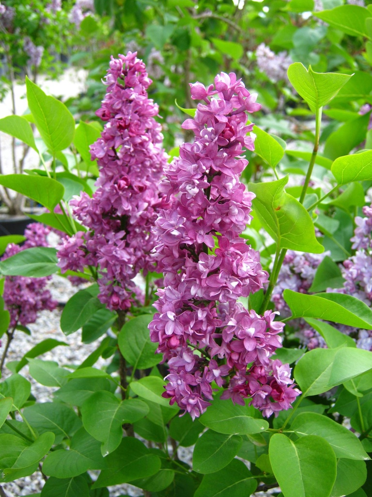 SYRINGA VULGARIS 80/100