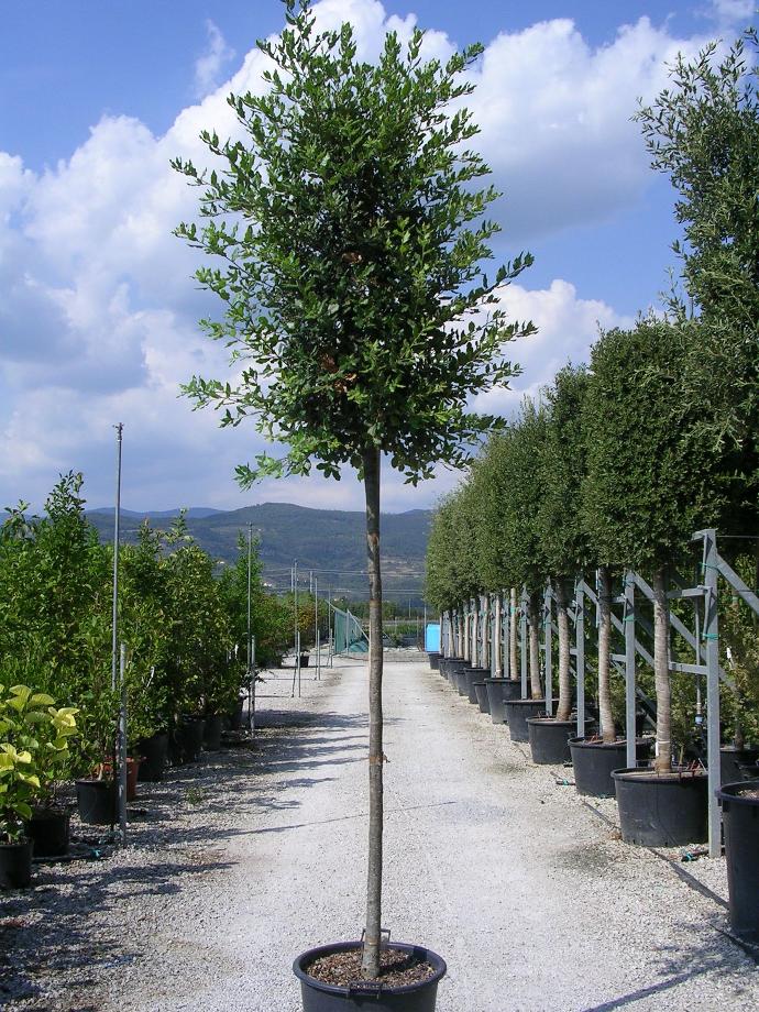 QUERCUS ILEX TIGE 14-16 (POT 55L)