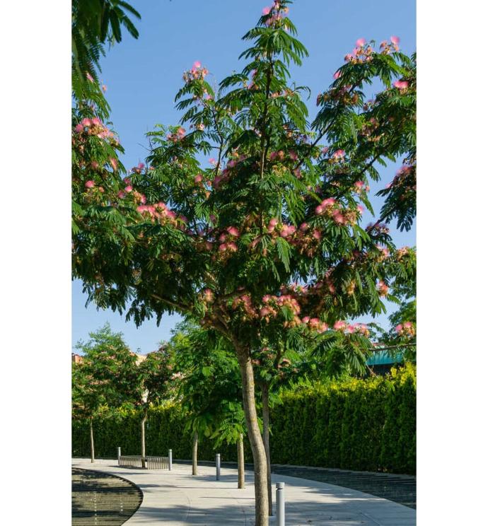 ALBIZIA JULIBRISSIN OMBRELLA TIGE 8-10