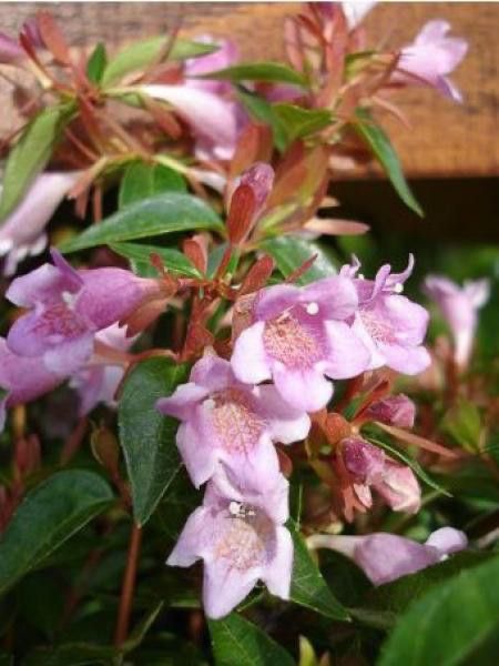 ABELIA EDWARD GOUCHER CLT 3