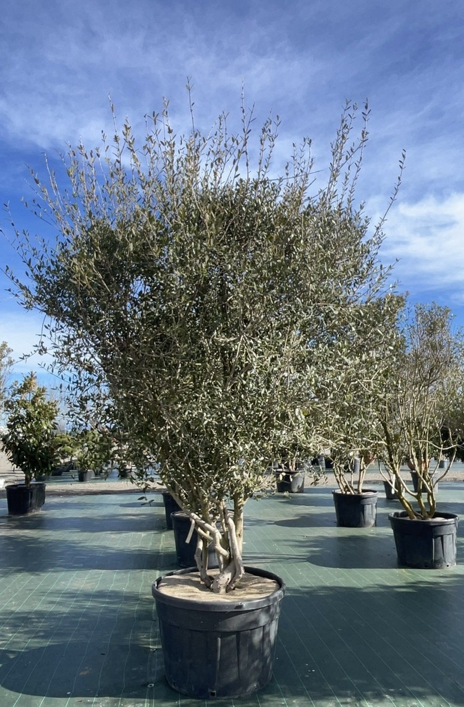 FEIJOA SELLOWIANA 60/80