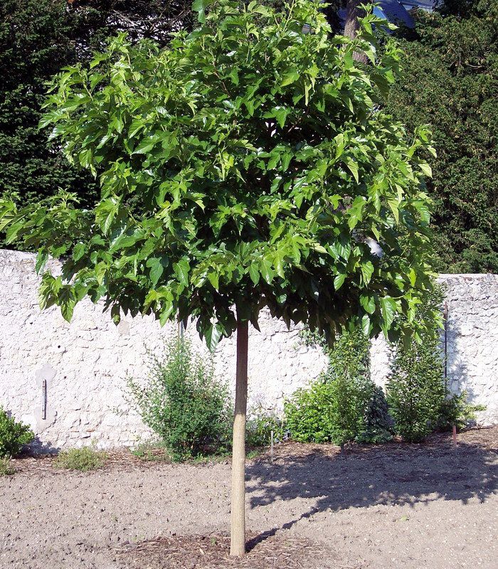 MORUS PLATANIFOLIA (KAGAYAMAE/BOMBICIS) FRUITLESS TIGE 8-10 (POT 18L)