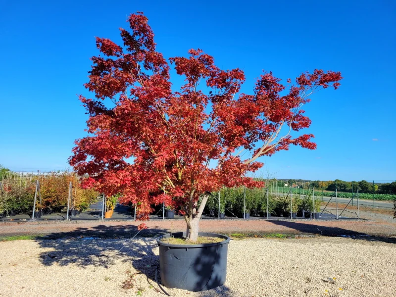 ACER PALMATUM (POT 30L, 200/250)